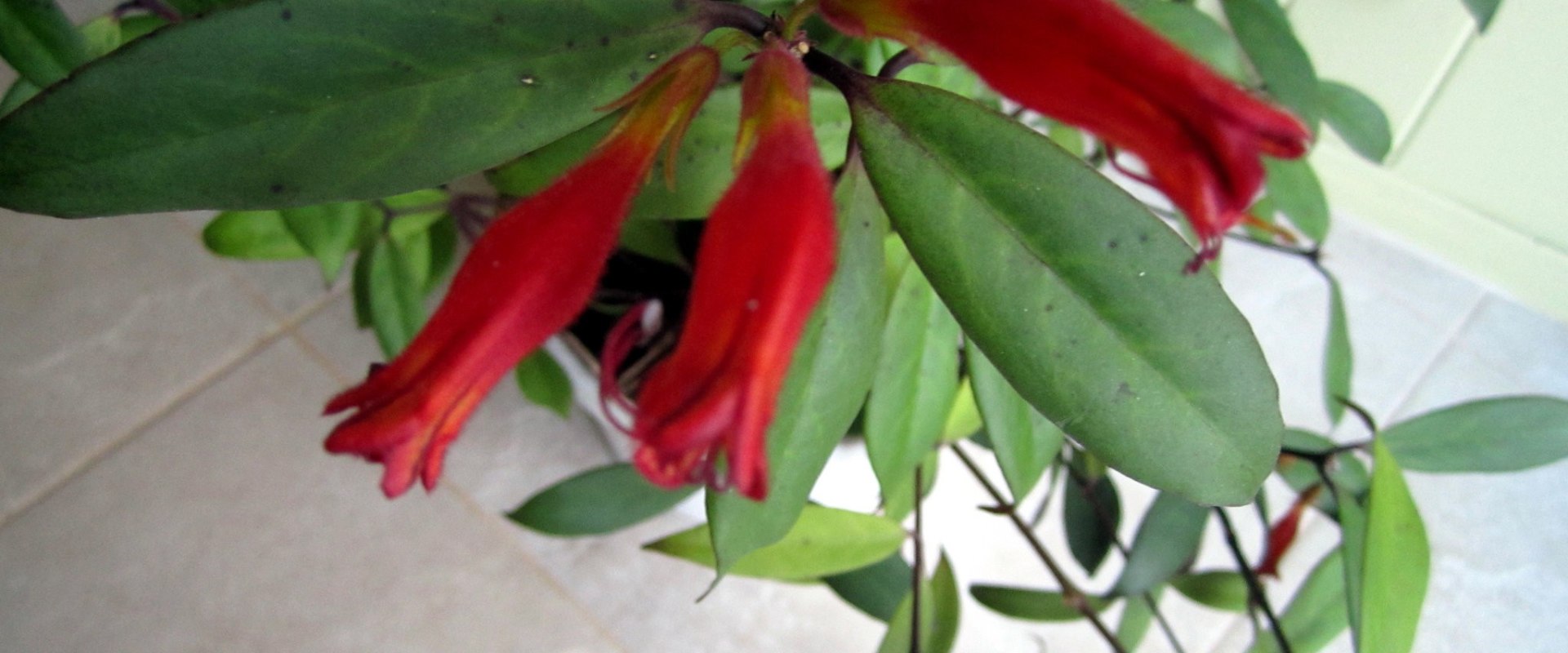 When do lipstick plants bloom?