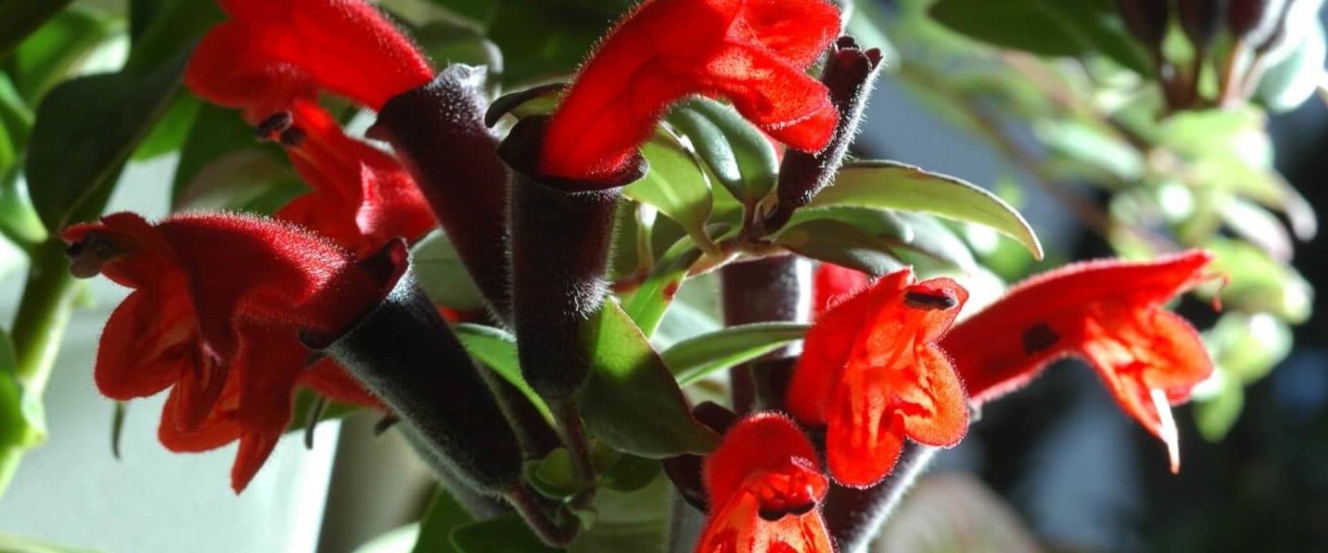 Are lipstick plants toxic to dogs?