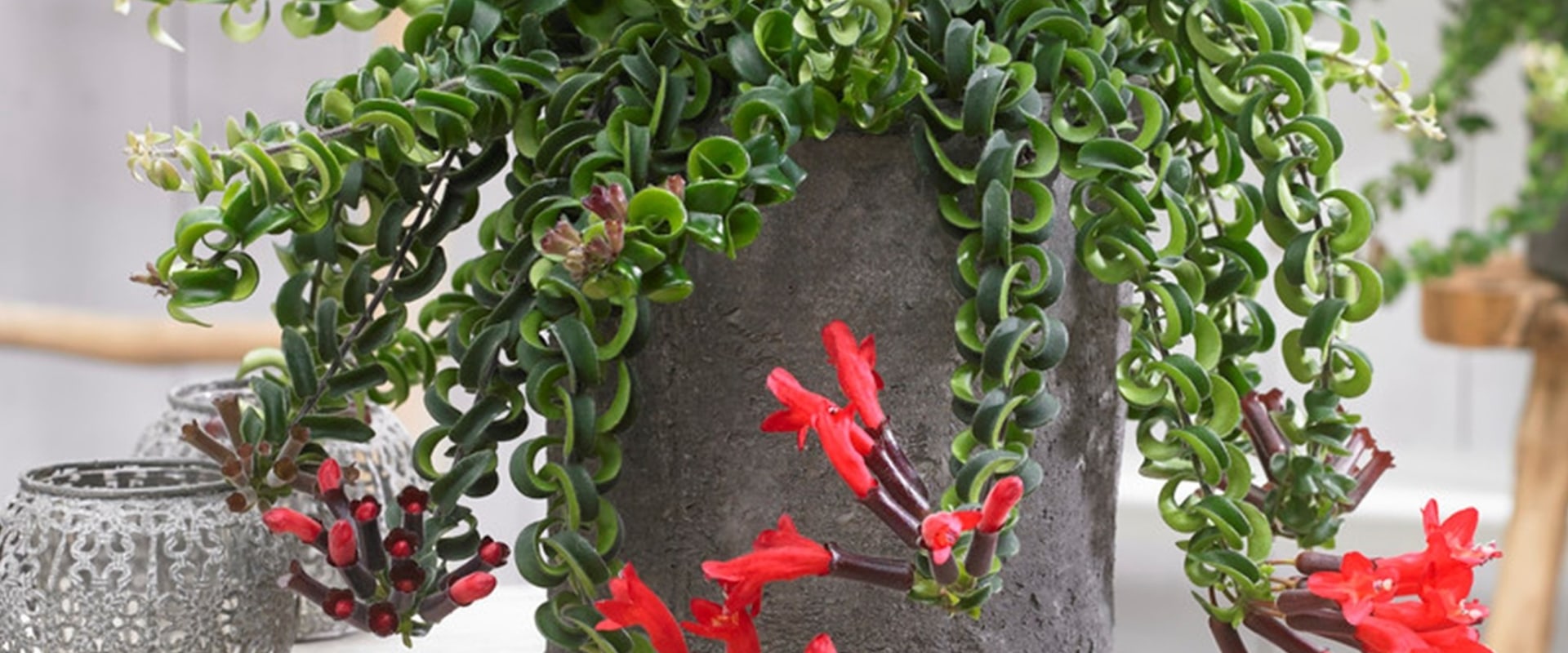 Lipstick plant?