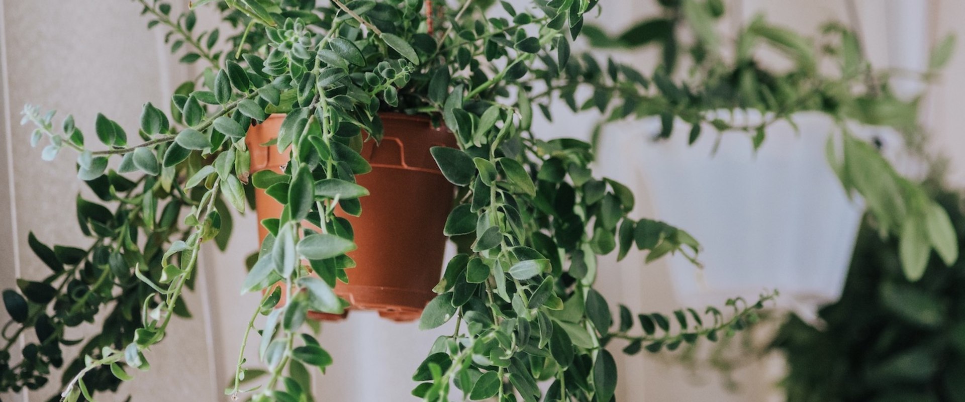 Are lipstick plants toxic?