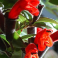 Are lipstick plants toxic to humans?