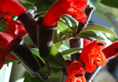 Are lipstick plants toxic to dogs?